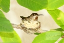 Hummingbird Nesting