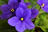 African Violet Flowers